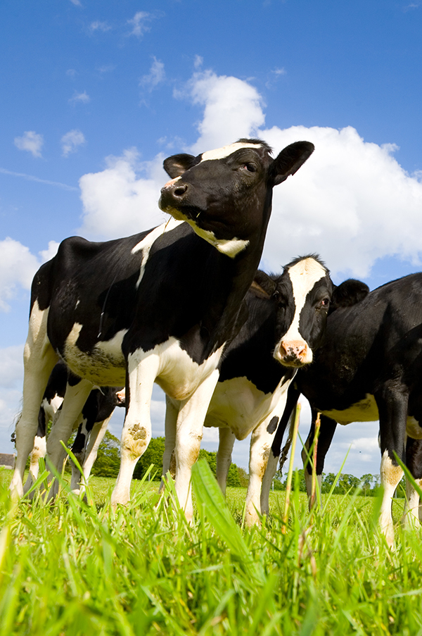 Cows in field